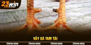 Vảy Gà Tam Tài